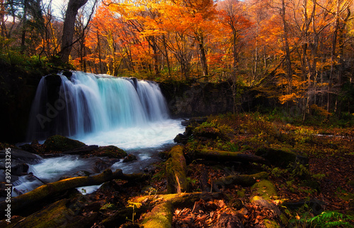 Fototapeta Naklejka Na Ścianę i Meble -  Mountain stream　torrent　Autumn leaves　fall colors