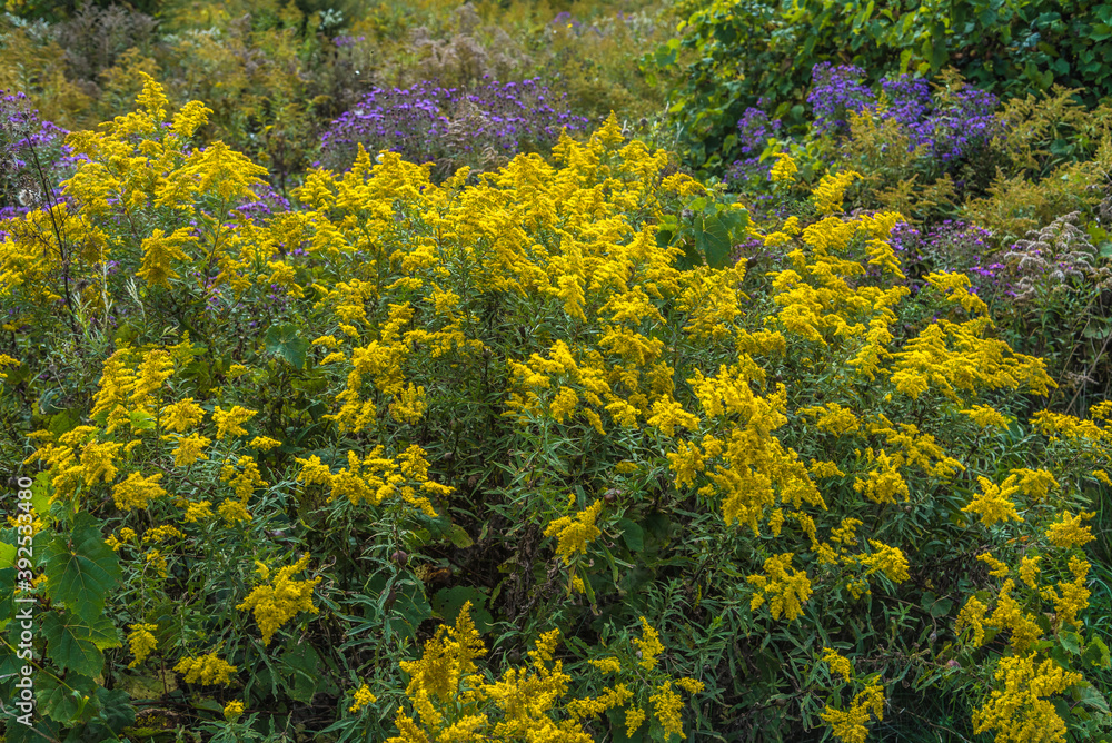 Goldenrod Goldenrod