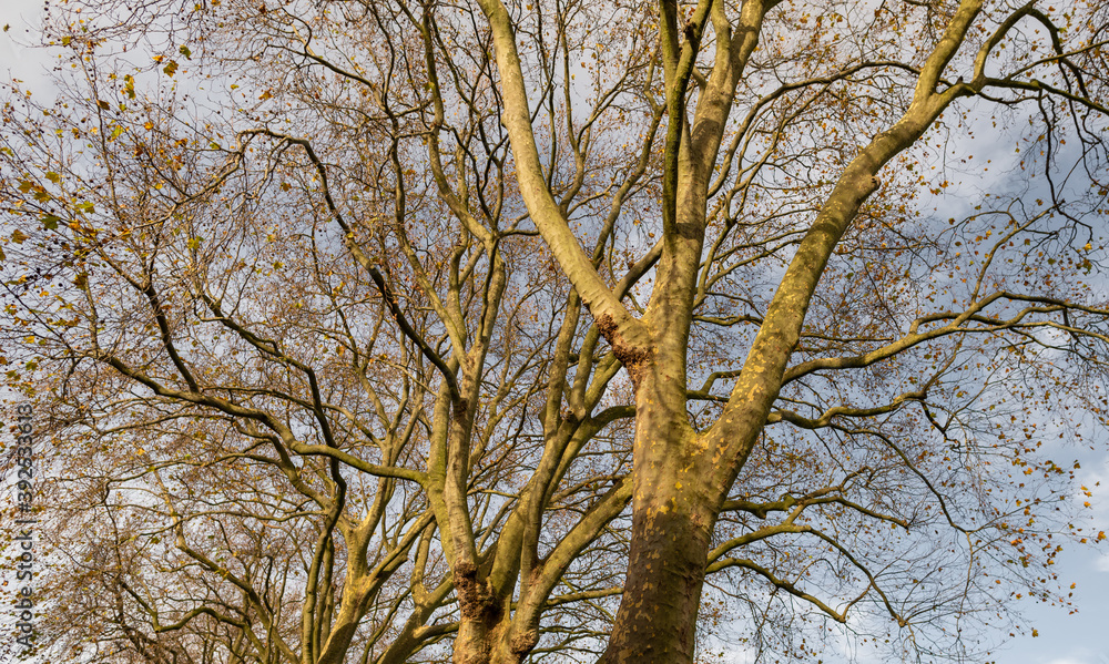 Trees without any leaves in November on a clear day Trees without any leaves in November on a clear day
