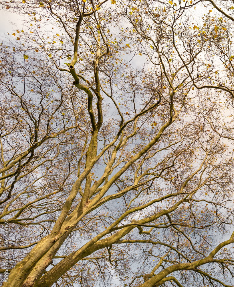 Trees without any leaves in November on a clear day Trees without any leaves in November on a clear day