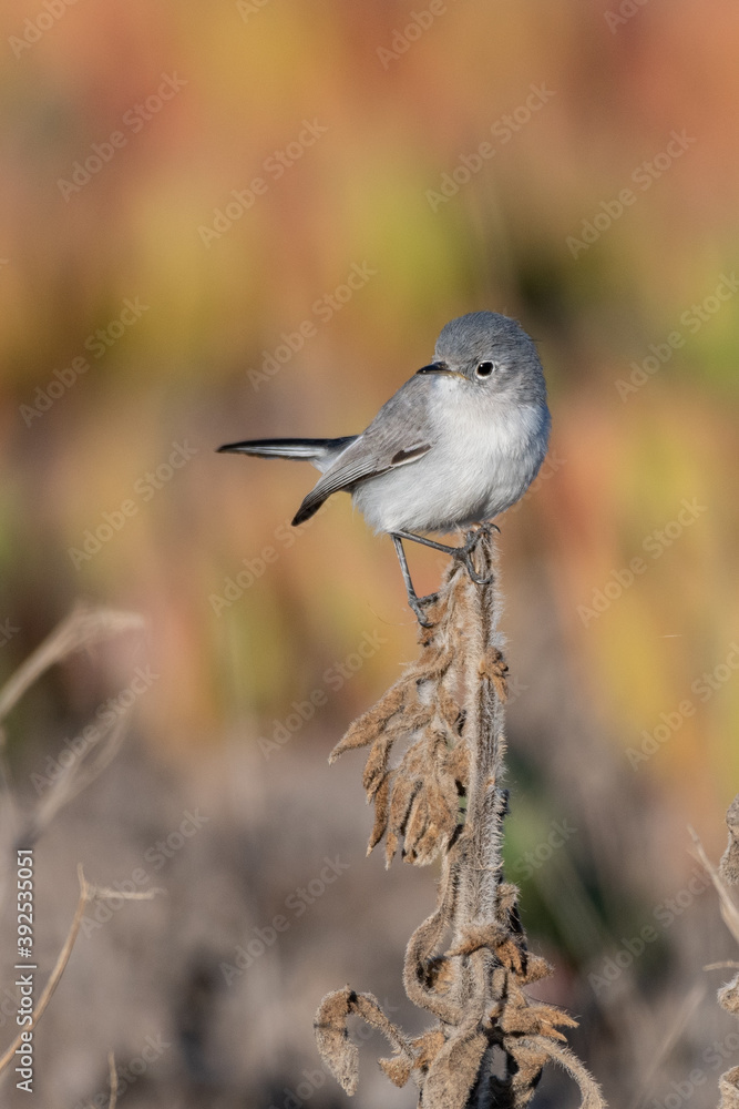 Blue Gray Gnatcatcher clings to tip top of vegetation branch while twisting neck to look to left in lagoon. Blue Gray Gnatcatcher clings to tip top of vegetation branch while twisting neck to look to left in lagoon.