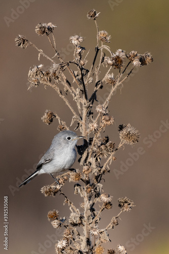 Blue Gray Gnatcatcher clings to vegetation branch while looking off to distant right in lagoon. photo