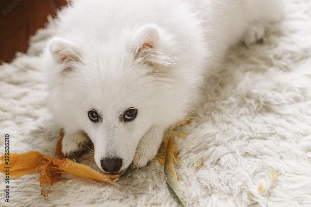 white japanese sptitz puppy dog portrait white japanese sptitz puppy dog portrait