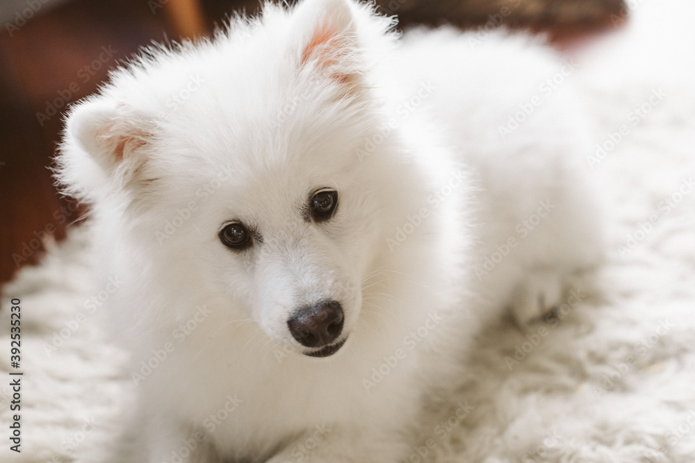 white japanese sptitz puppy dog portrait