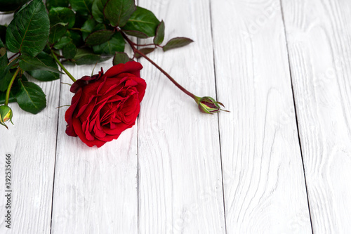 Red rose flower lying on the white textued painted boards. Romantic background for Valentines day greeting card. photo