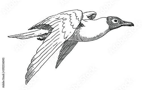 Flying black-headed gull, chroicocephalus ridibundus in side view