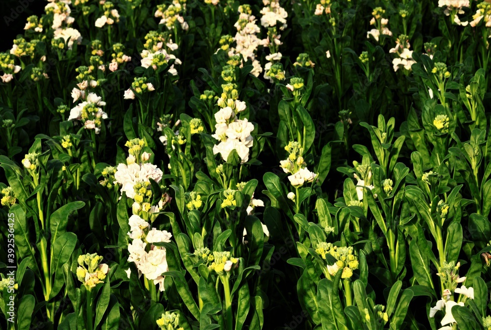 Fototapeta premium ストックの花