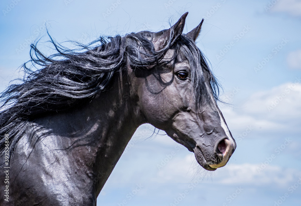 Fototapeta premium Portrait of a noble and wild black stallion