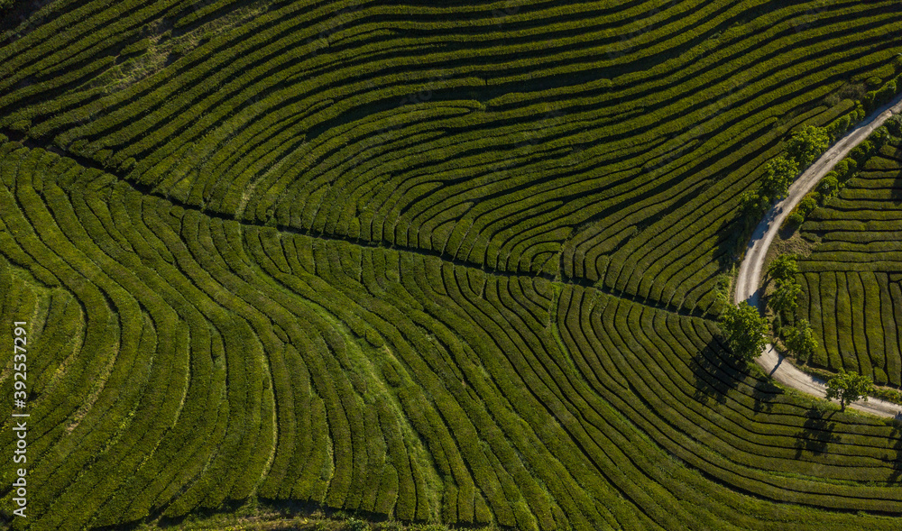 Fototapeta premium Overhead aerial top view over Tea Plantation of Gorreana (Chá Gorreana). Curve street path background. Straight-down above perspective. São Miguel Island, Azores