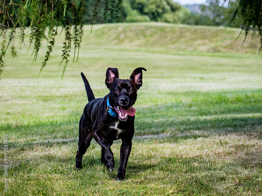 Crazy puppy waiting for the ball to be thrown Crazy puppy waiting for the ball to be thrown