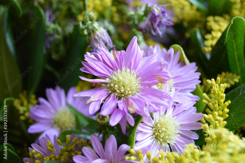 Fototapeta premium Flowers in the city