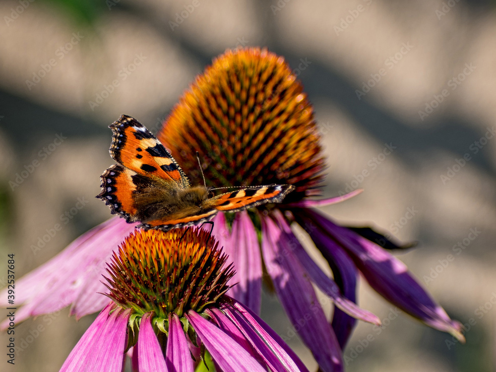 Obraz premium Vanessa Atalanta butterfly for breakfast on Echinacea purpurea