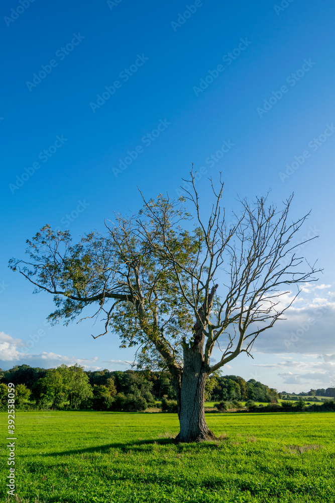 Huge lonely isolated tree on an agricultural field, nature in decline due to exploitation by agriculture, last one tree standing on farmland. Huge lonely isolated tree on an agricultural field, nature in decline due to exploitation by agriculture, last one tree standing on farmland.