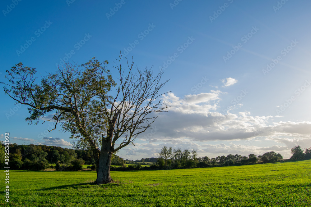 Huge lonely isolated tree on an agricultural field, nature in decline due to exploitation by agriculture, last one tree standing on farmland.