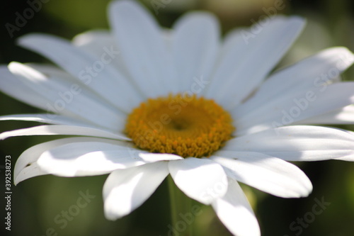 macro of daisy head with sun shine on petals
