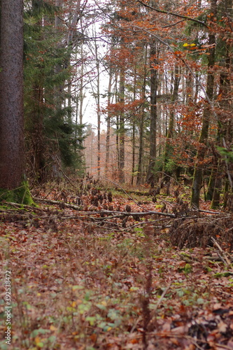 Zugewachsene Waldwege im herbstlichen Wald