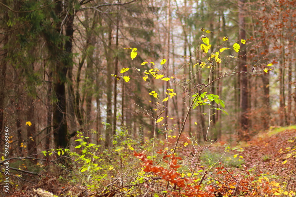 Naklejka premium Zugewachsene Waldwege im herbstlichen Wald