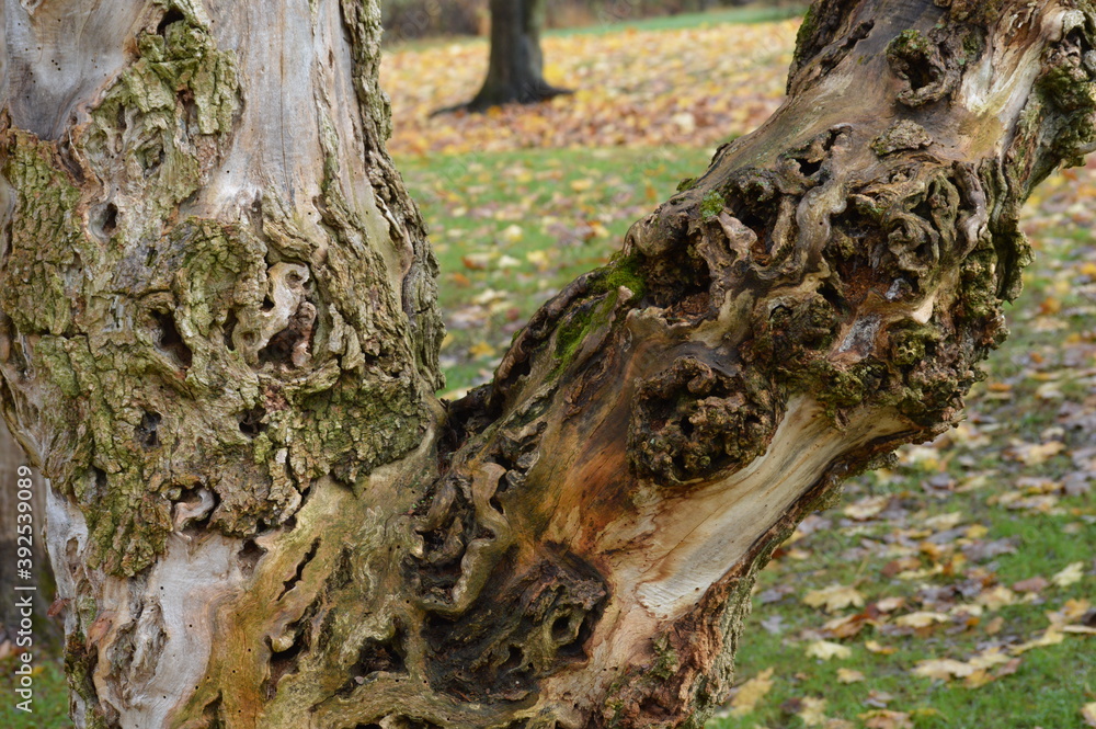 knotty wood knotty wood