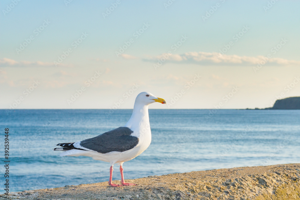 カモメ 海 カモメ 海