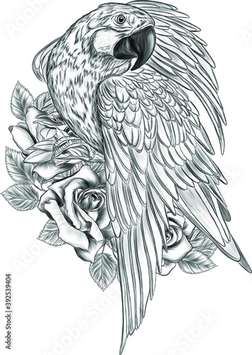 head parrot macaw black, white sketch vector illustration