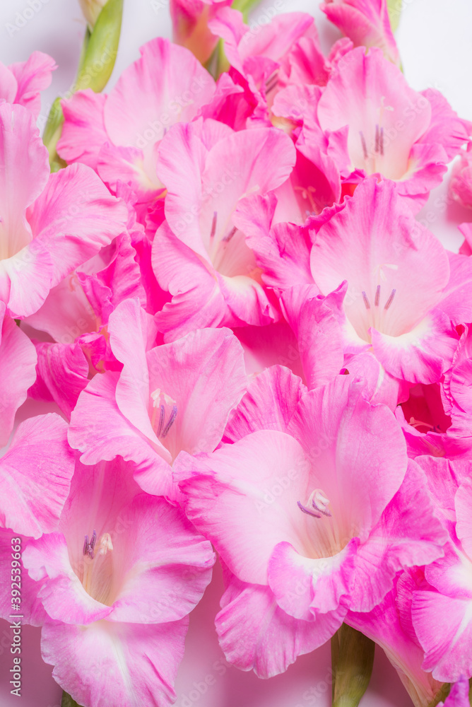 ピンクのグラジオラスの切り花のアップ Stock Photo Adobe Stock