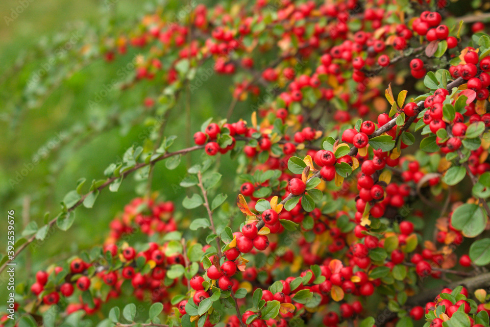 Naklejka premium Close-up red cotoneaster berries horizontal in autumn.Beautiful autumnal natural background.Garden evergreens