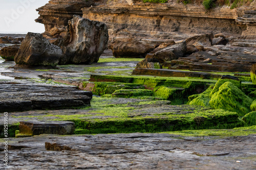 beautiful green mossy rocks at Sunrise at Turrimetta Beach in Sydney Australia photo