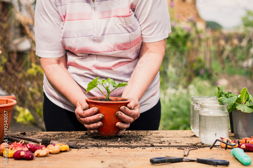 woman of caucasian appearance in light home clothes holding a brown flower pot with two hands on an old wooden table outdoors in sunny light weather, plant care concept