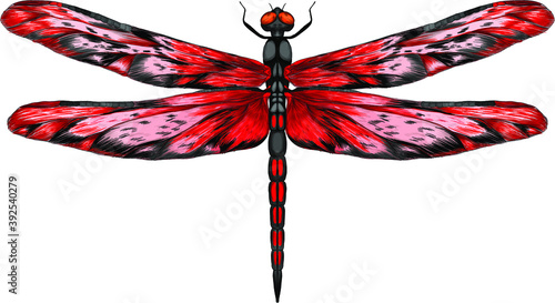 dragonfly black red vector illustration