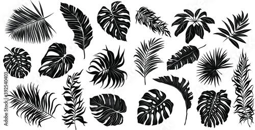 palm leaves set black and white