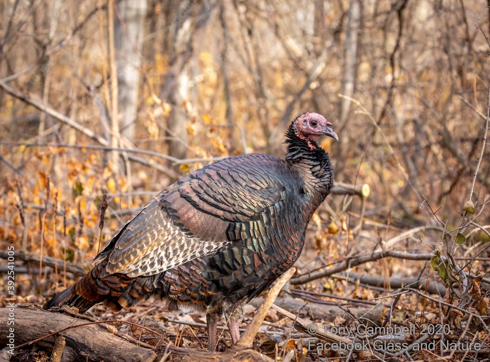 Wild turkey in a boreal forest Quebec, Canada. Wild turkey in a boreal forest Quebec, Canada.
