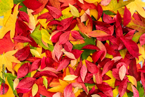 Autumn colourful maple and burning bush leaves creating a beautiful background 