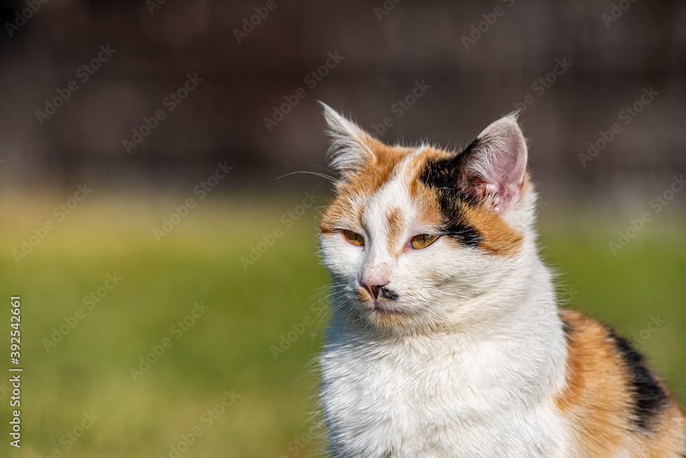 The muzzle of a yellow white and black mixed color domestic cat. The cat is looking at the camera. tired cat The muzzle of a yellow white and black mixed color domestic cat. The cat is looking at the camera. tired cat