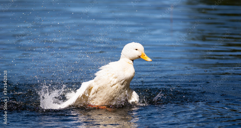 Duck enjoying a day of bathing and grooming in the lake.