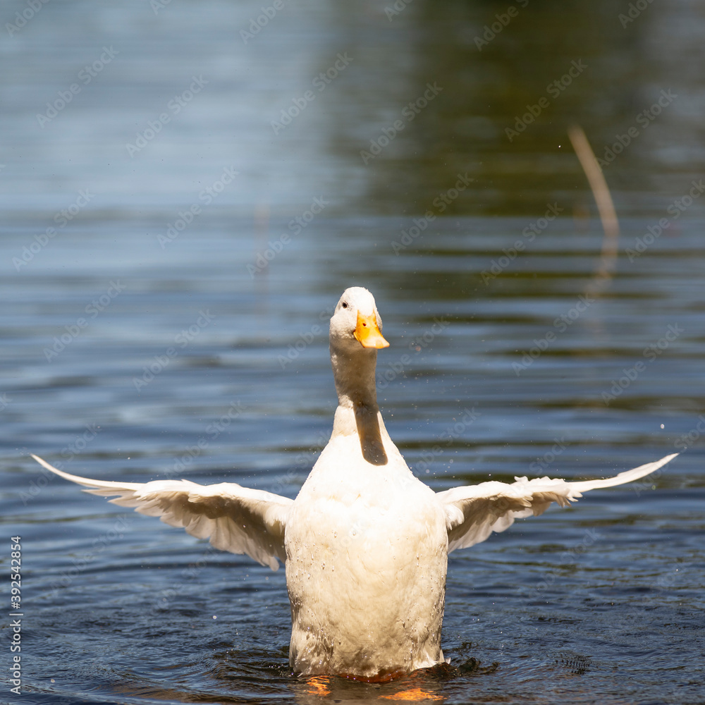 Fototapeta premium White duck shaking its feathers.