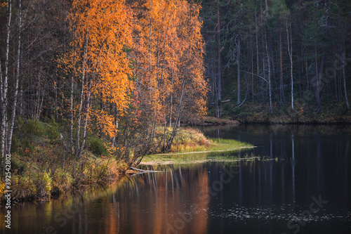 Fototapeta Naklejka Na Ścianę i Meble -  Autumn view of Oulanka National Park, landscape, a finnish national park in the Northern Ostrobothnia and Lapland regions of Finland,  wooden wilderness hut, cabin cottage, bridge, campground place