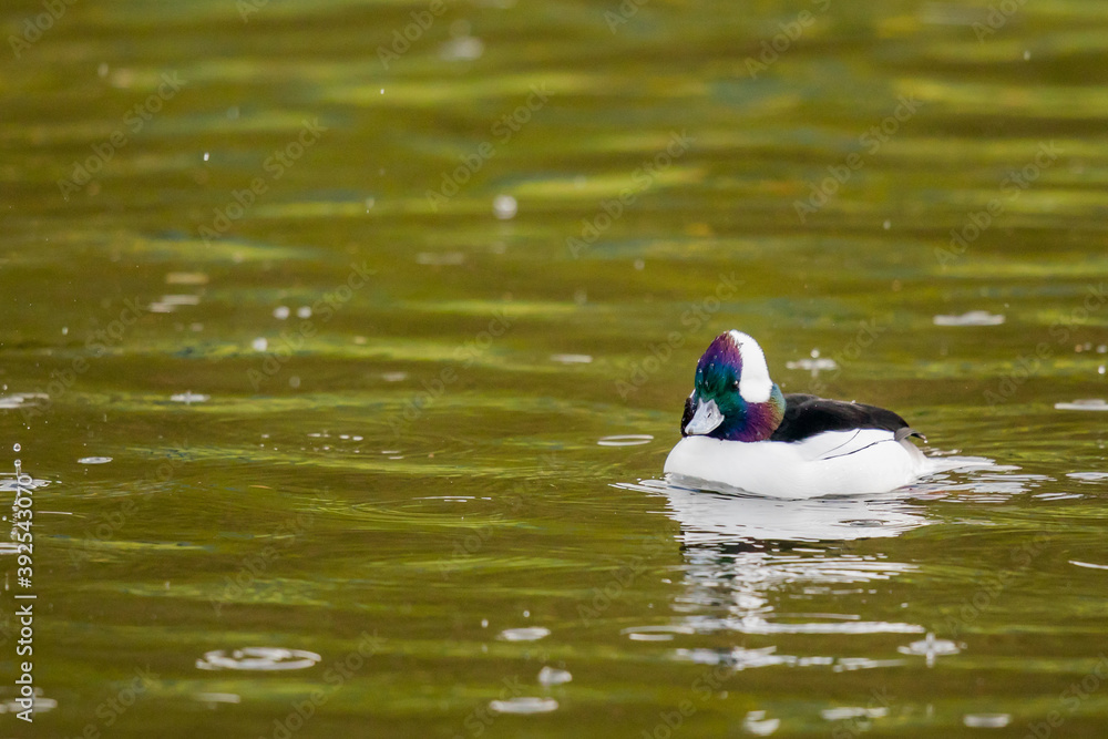 Tiny Male Bufflehead Duck Dodges Raindrops on His Home Pond Tiny Male Bufflehead Duck Dodges Raindrops on His Home Pond