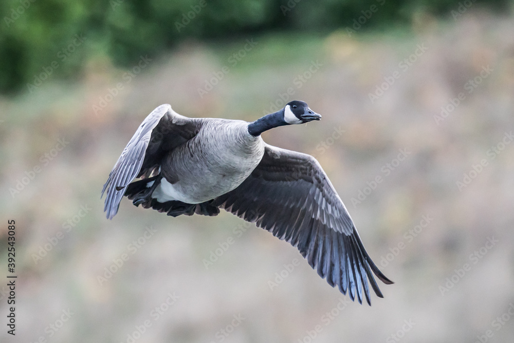 Flying Canada Goose Sails Past Fall Colors Flying Canada Goose Sails Past Fall Colors