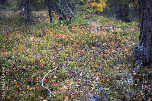 Autumn view of Oulanka National Park, landscape, a finnish national park in the Northern Ostrobothnia and Lapland regions of Finland,  wooden wilderness hut, cabin cottage, bridge, campground place photo