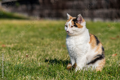 A portrait of a yellow white and black mixed colors domestic cat. The cat is looking camera. green blur background, at the park, on grass