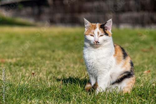 A portrait of a yellow white and black mixed colors domestic cat. The cat is looking camera. green blur background, at the park, on grass