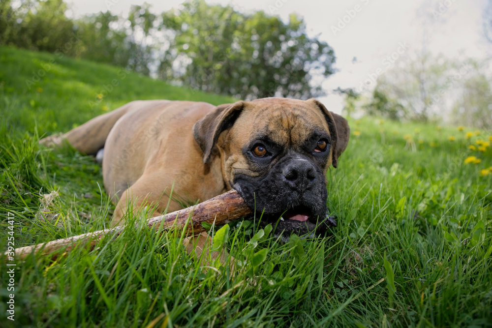 German Boxer dog in the grass playing with stick.