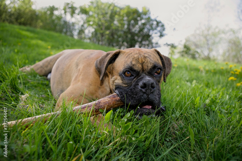 German Boxer dog in the grass playing with stick.