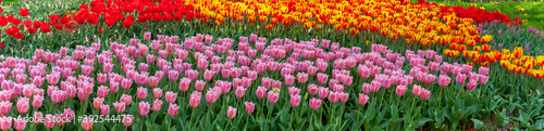 Assorted Colors of Tulip Bulbs