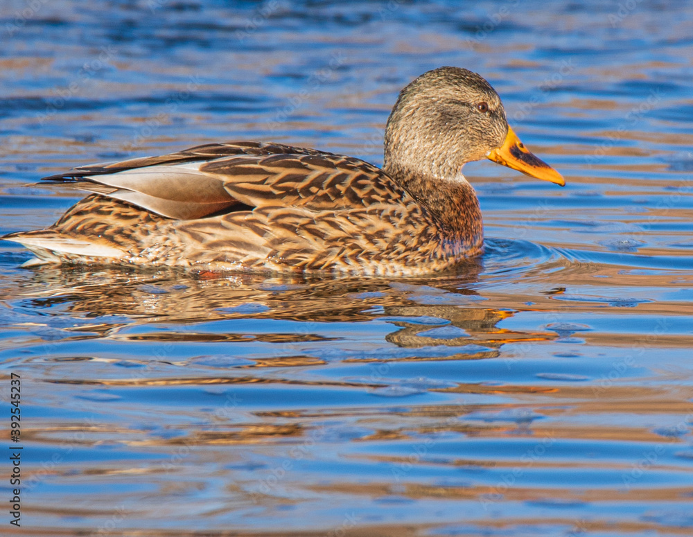 Fototapeta premium duck on the water