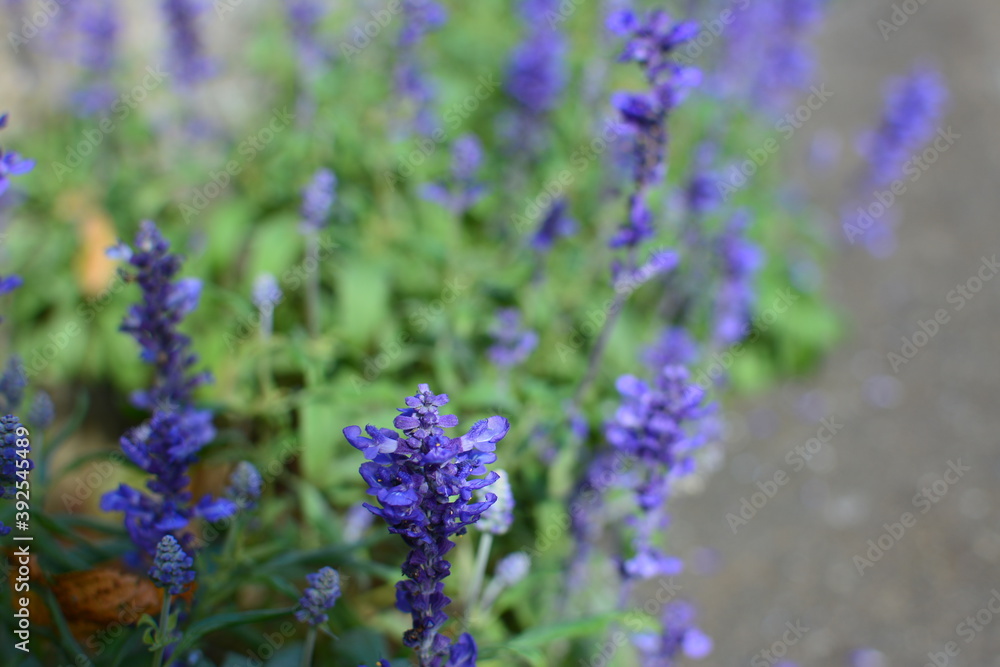 Obraz premium ブルーサルビアの花