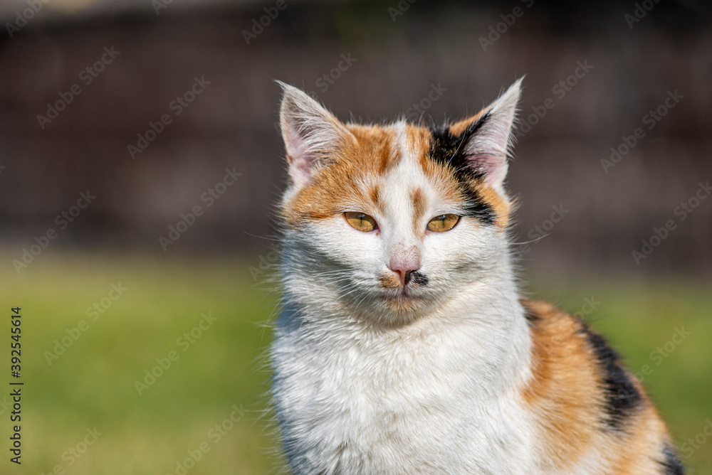 A portrait of a yellow white and black mixed colors domestic cat. The cat is looking camera. green blur background, at the park, on grass