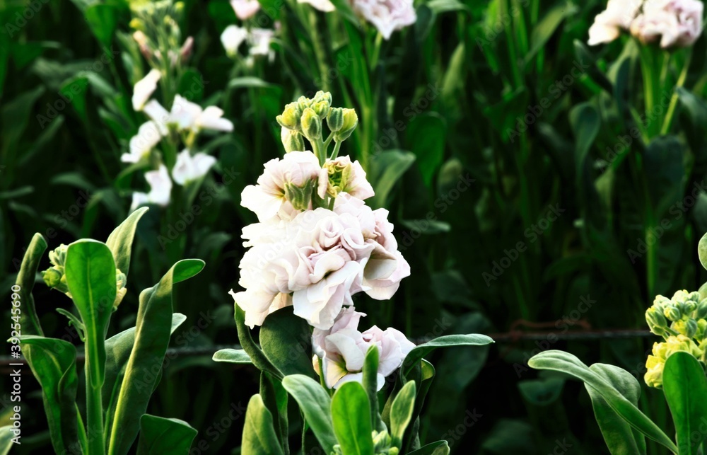 Fototapeta premium ストックの花