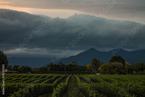 cloudy vineyard 