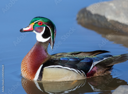 Photography Close up of a colorful Wood Duck stretching his neck and making eye contact while floating in a calm blue water pond